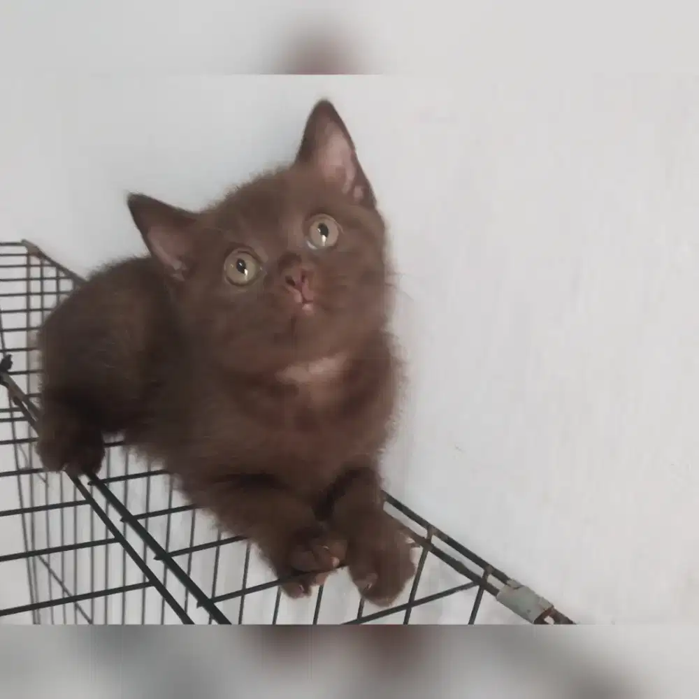 Bsh pure warna choco line cinamon jantan usia 2bln