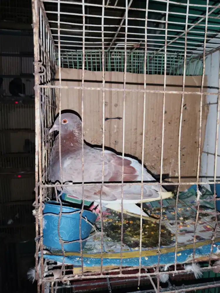 Burung merpati super