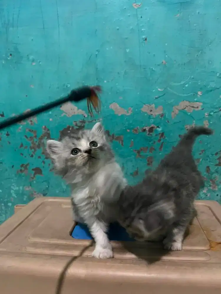 KITTEN PERSIA JANTAN