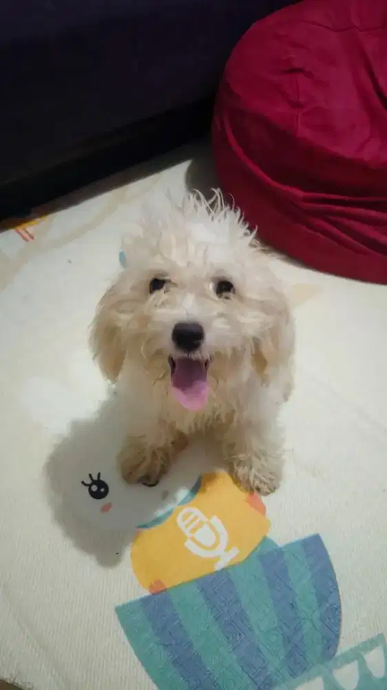 Maltipoo Gemoy, full obat cacing dan vitamin
