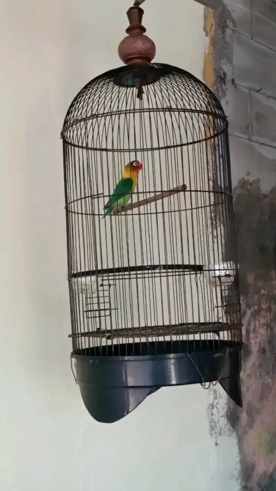 Lovebird jantan dewasa