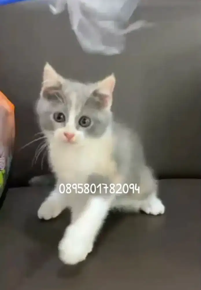 Anak kucing BSH kitten British betina/kucing  British short hair