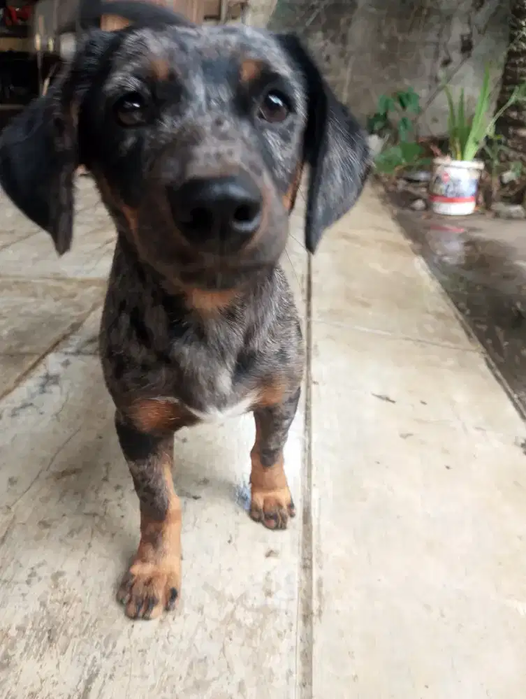 Anjing tekel kecil imut