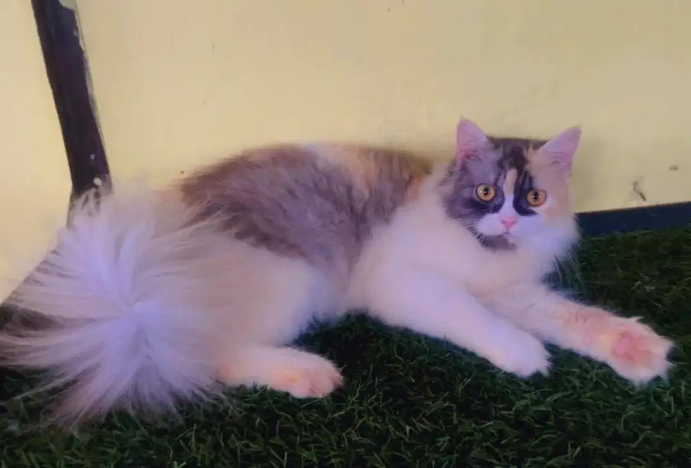 Kucing persia calico betina 7 bln