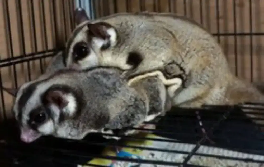 Sepasang Sugar Glider