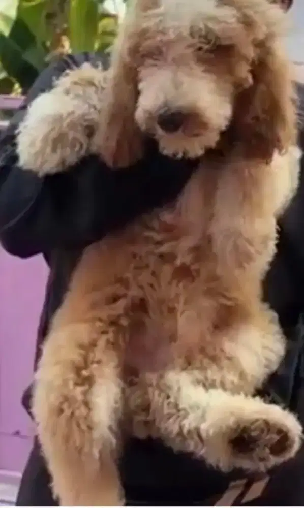 Giant Poodle Jantan tulang besar