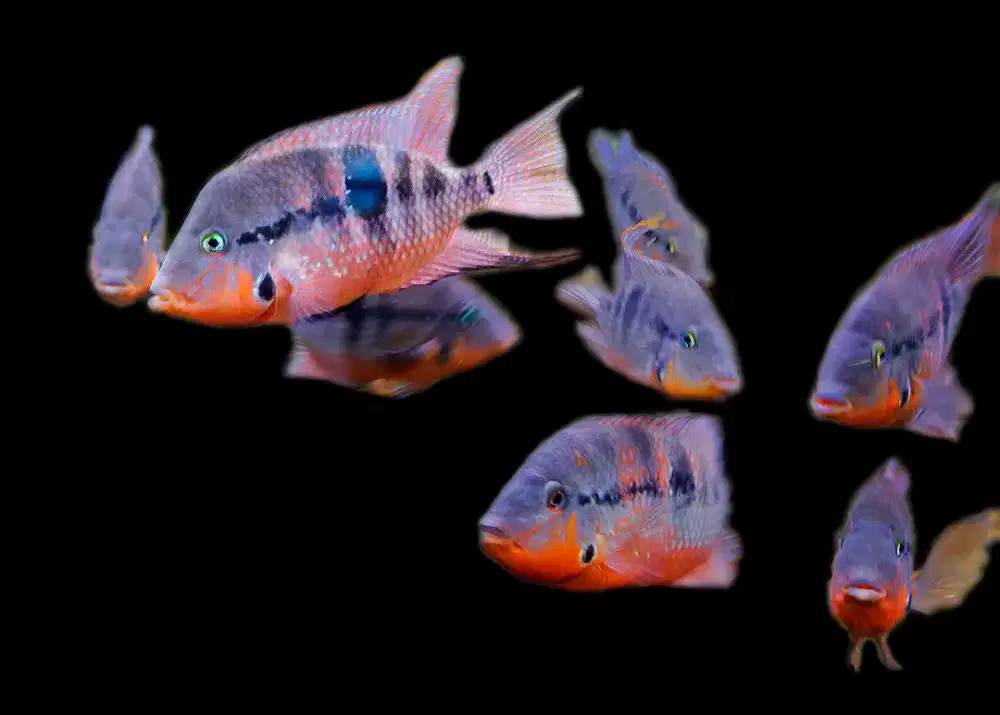 5 pasang ikan firemouth cichlid remaja total 10 ekor