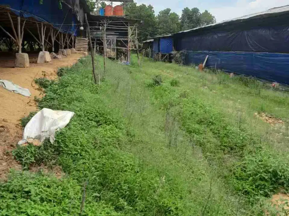 DIJUAL CEPAT..TANAH DI BOGOR COCOK UNTUK PETERNAKAN , KEBUN, GUDANG
