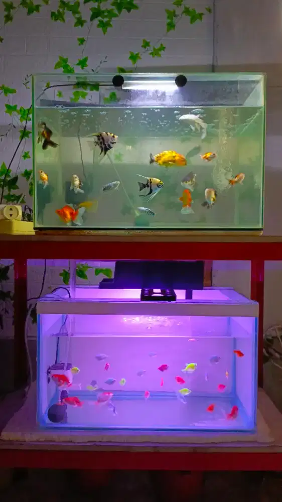AKUARIUM 2 & RAK 2 SUSUN