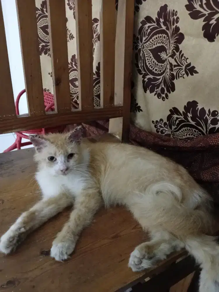 Kucing persia kuning