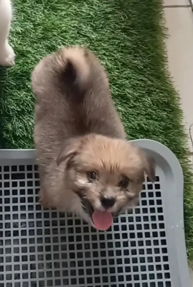 Anjing puppy mix pom shihtzu shitzu