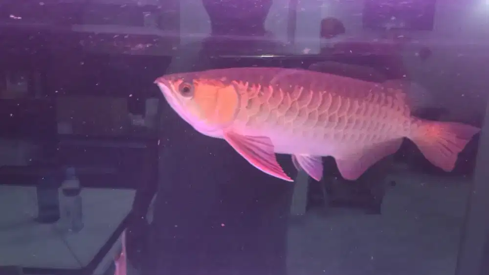 Arwana golden red