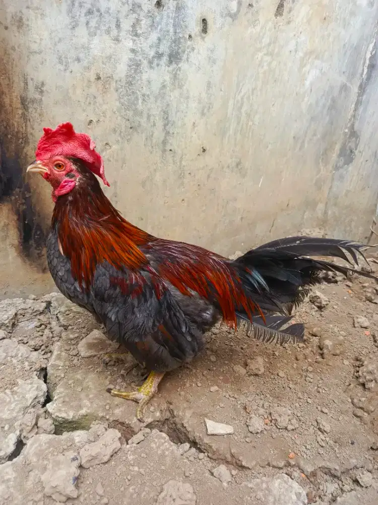 Ayam Mini Body Ceper