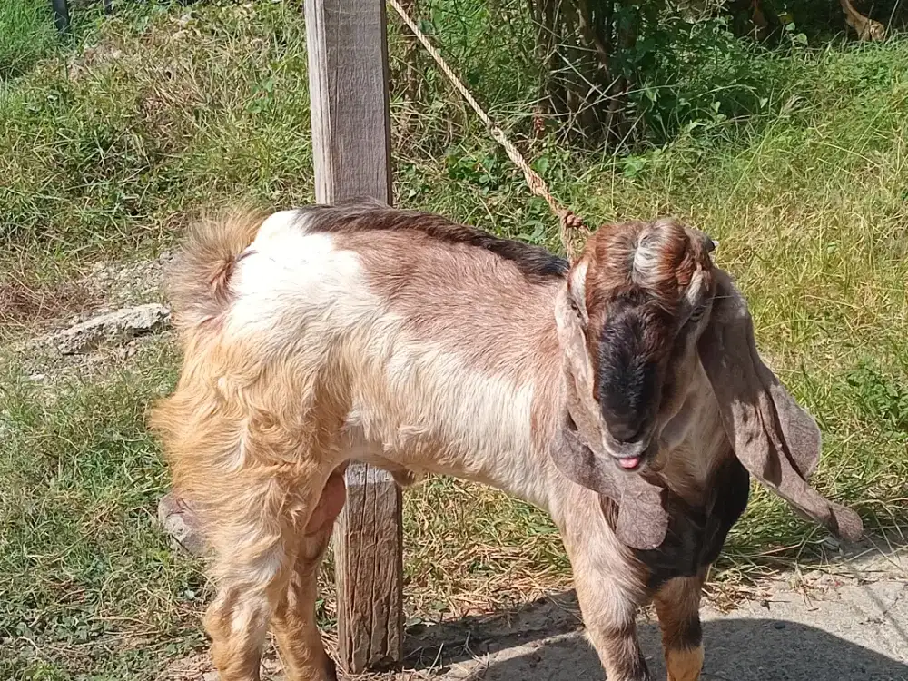Jual kambing siap aqikah