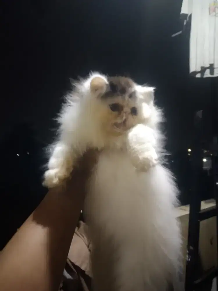 Peaknsoe jantan 3 bulan bulu tebel