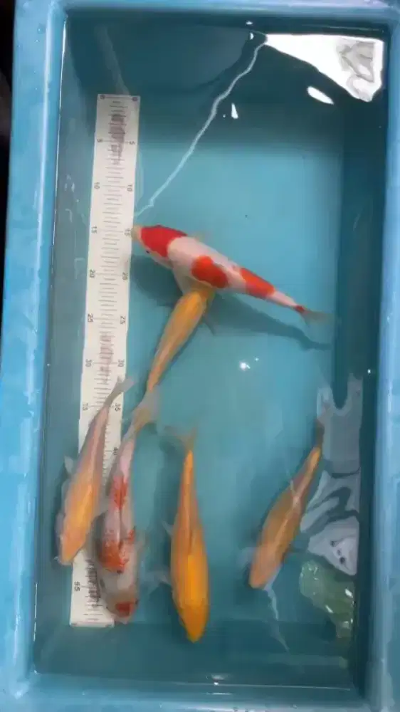 ikan koi paketan 6 ekor