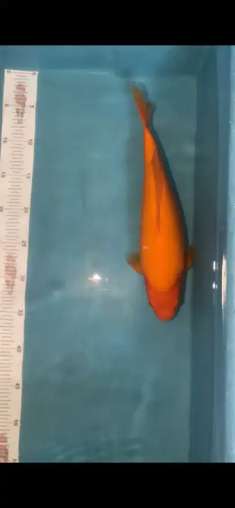 ikan koi benigoi 34cm