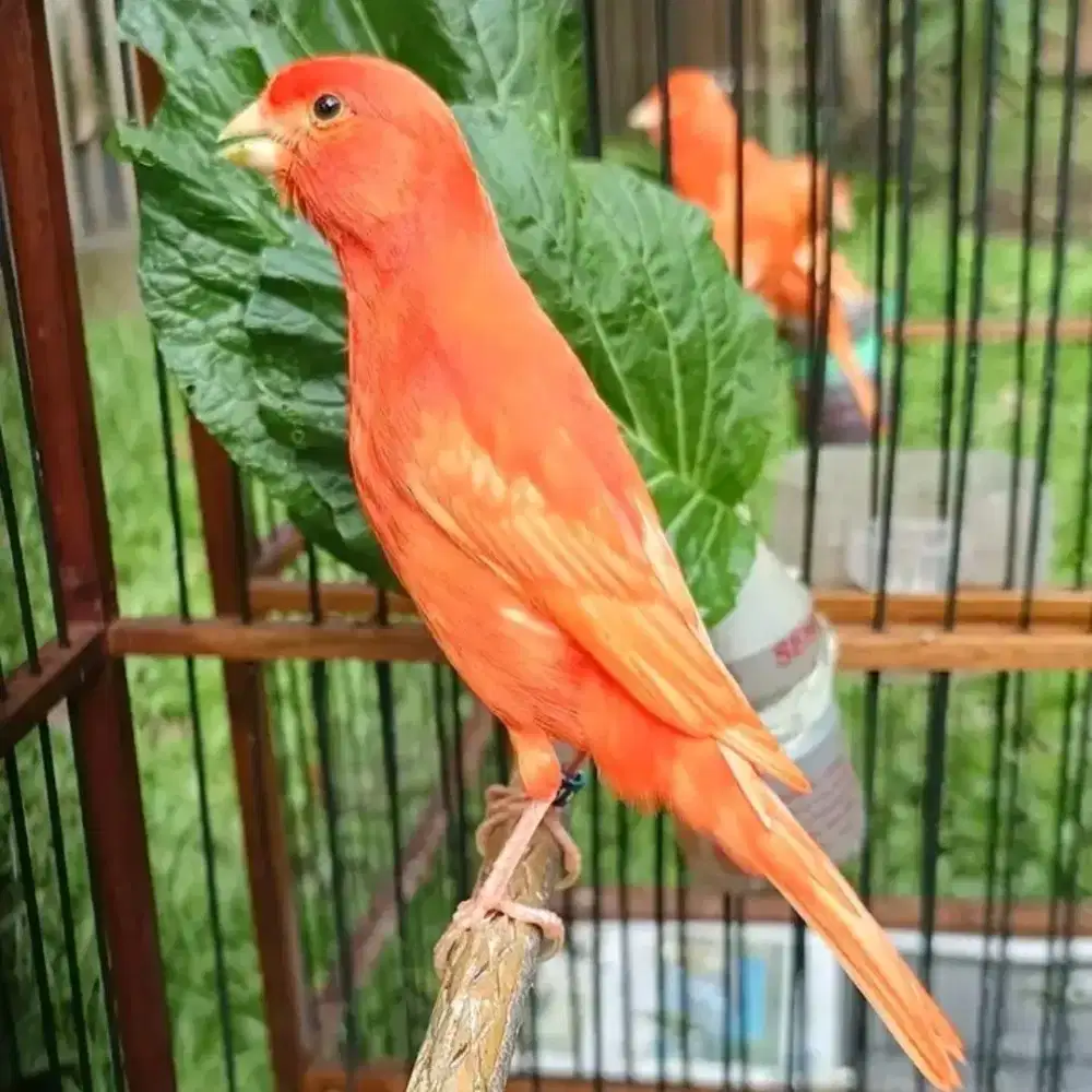 Kenari merlok gacor
