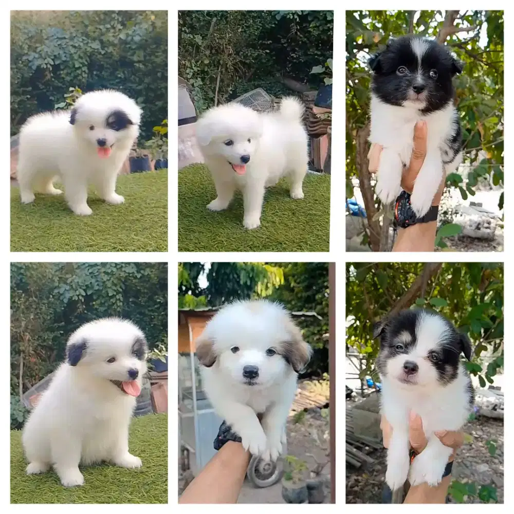 Lucu gemesin minipom mix sitzhu