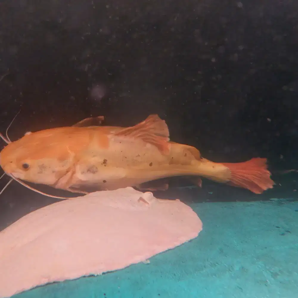 Ikan Rtc Phantom