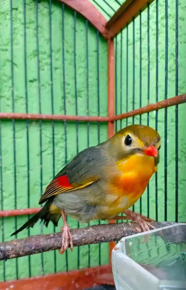 RobinJantan mulus gacor variasi