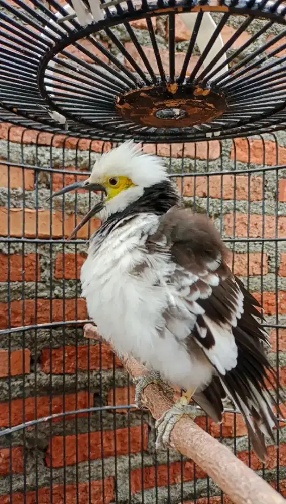 Jalak hongkong gacor mulus