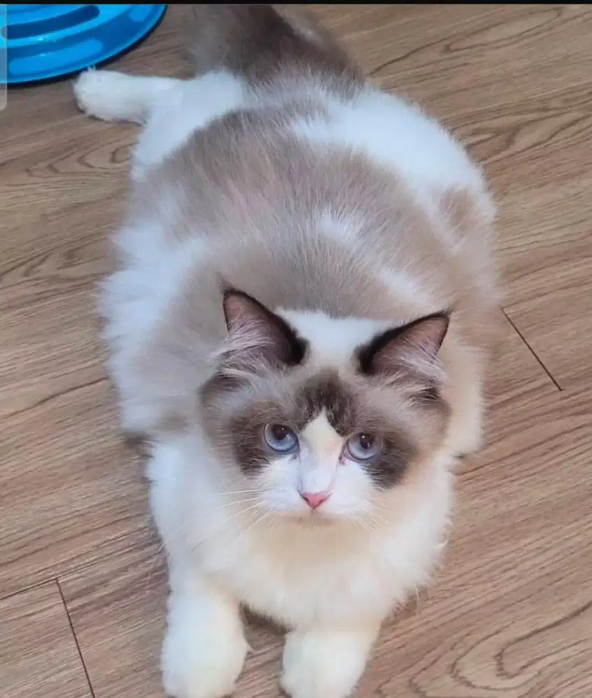 Kitten Ragdoll Blodline Blossom & BSH — Sehat & Siap Adopsi