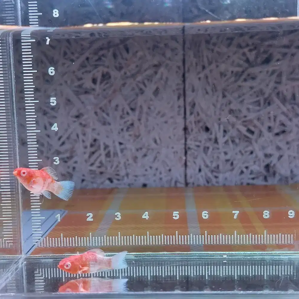 Ikan molly RH import