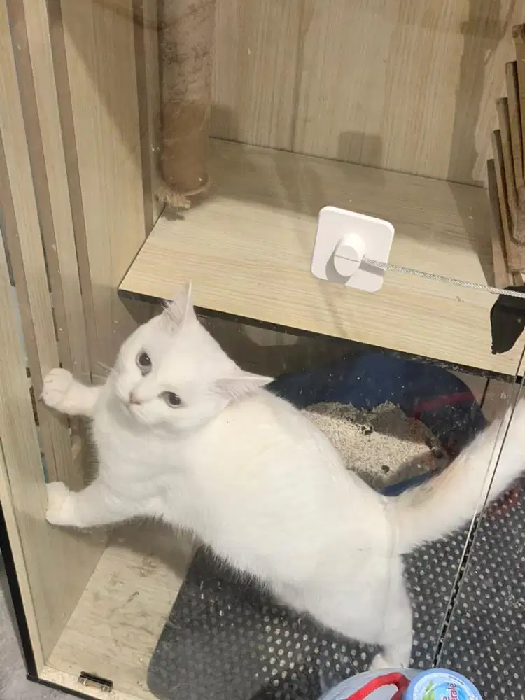 KITTEN BSH MUNCHKIN MIX PERSIA JANTAN