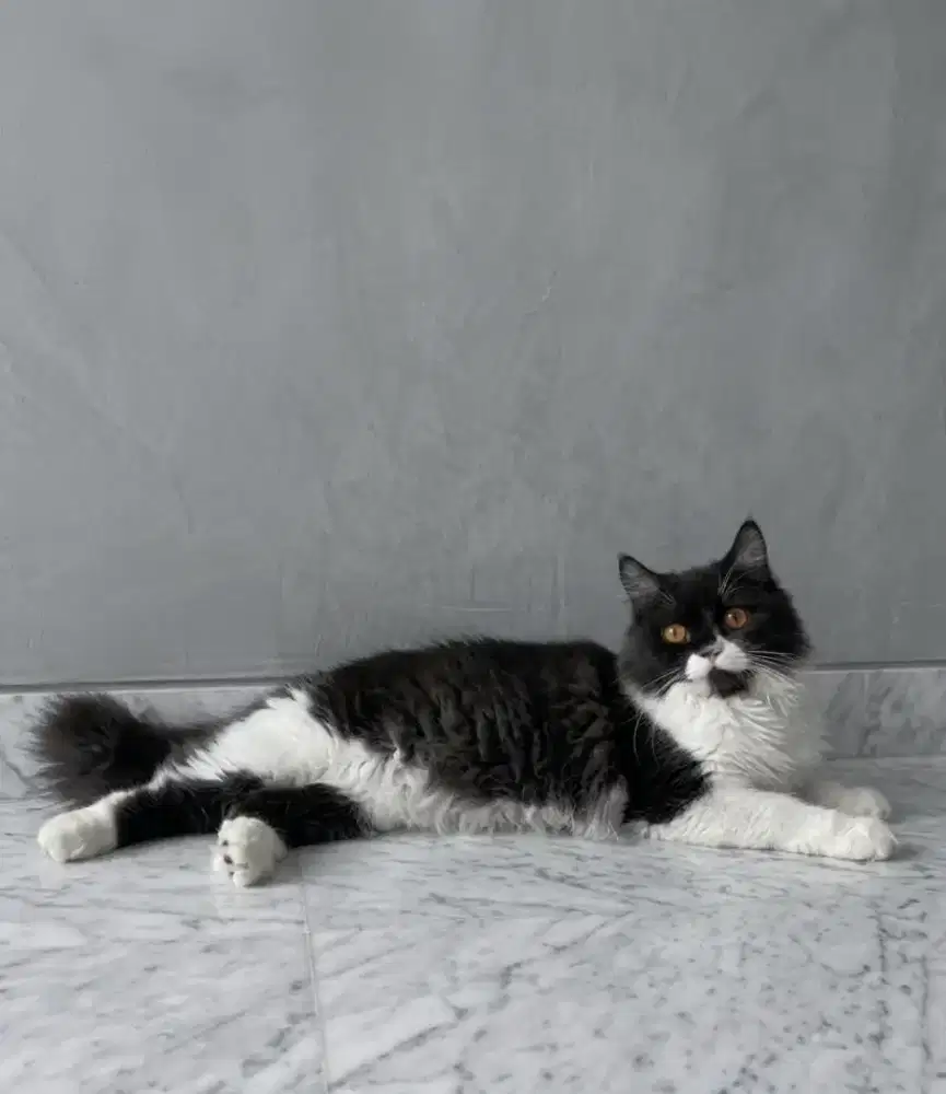 Persian flatnose (Jantan)
