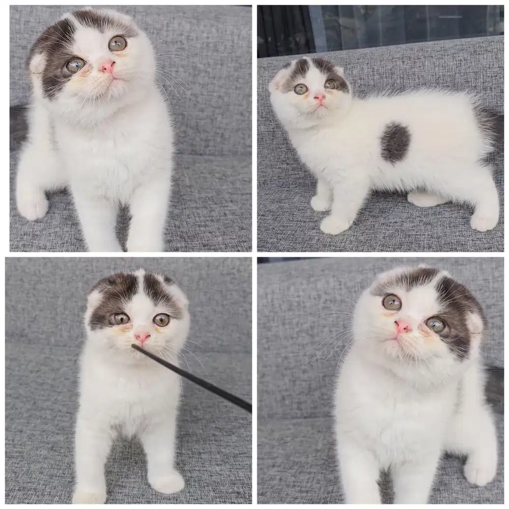 Kucing scottish fold betina