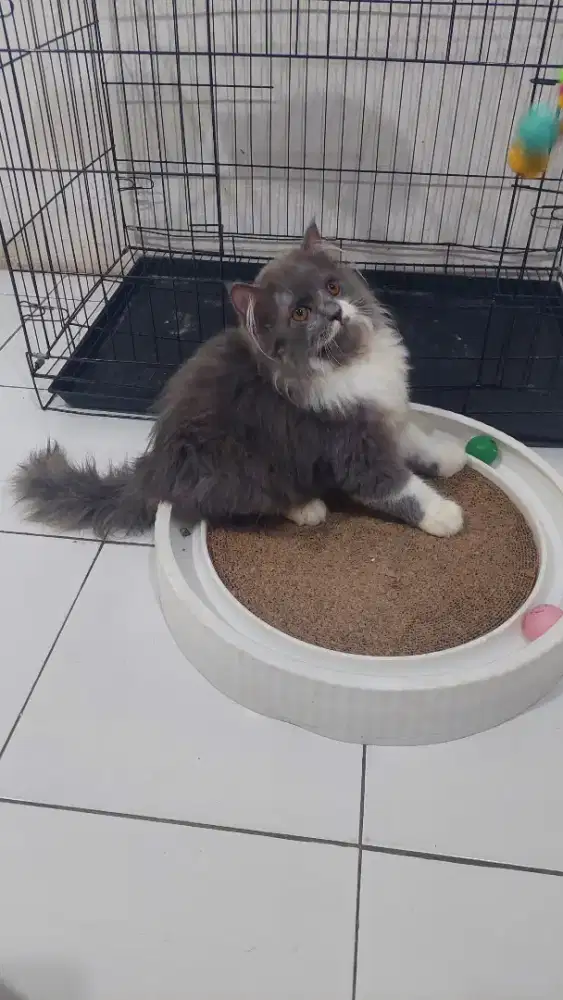 Kucing British long hair x persia