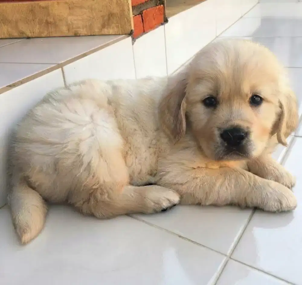 GOLDEN RETRIEVER