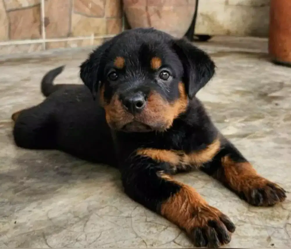 ROTTWEILER JANTAN