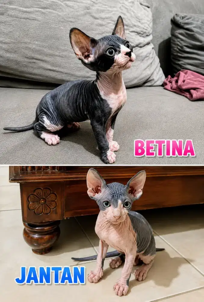 Kucing sphynx  kitten