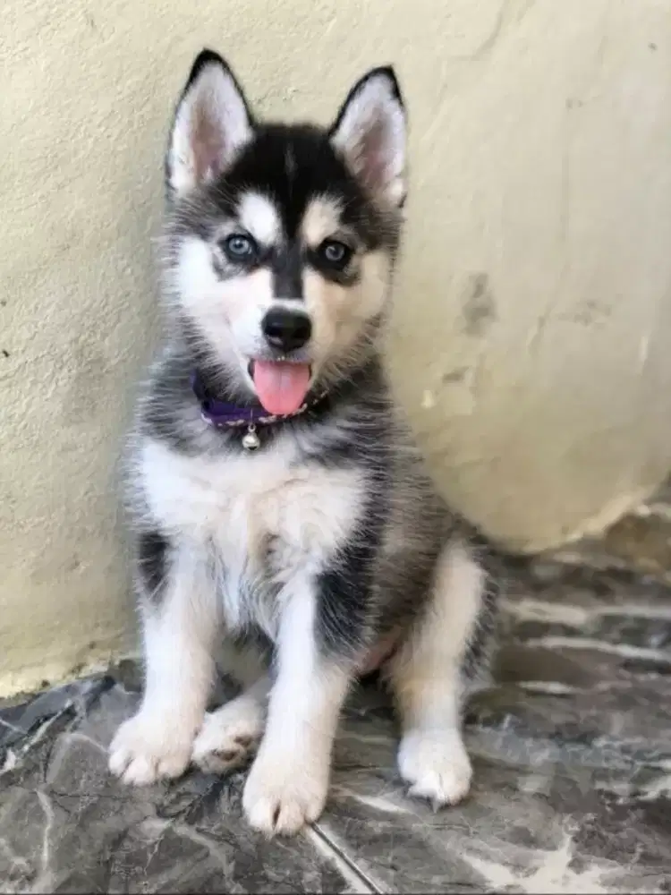 SIBERIAN HUSKY JANTAN