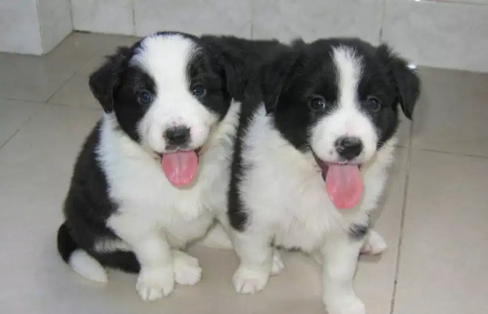 BORDER COLLIE JANTAN
