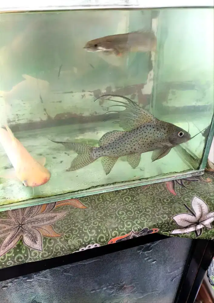 Ikan Hias Synodontis, Patin Albino