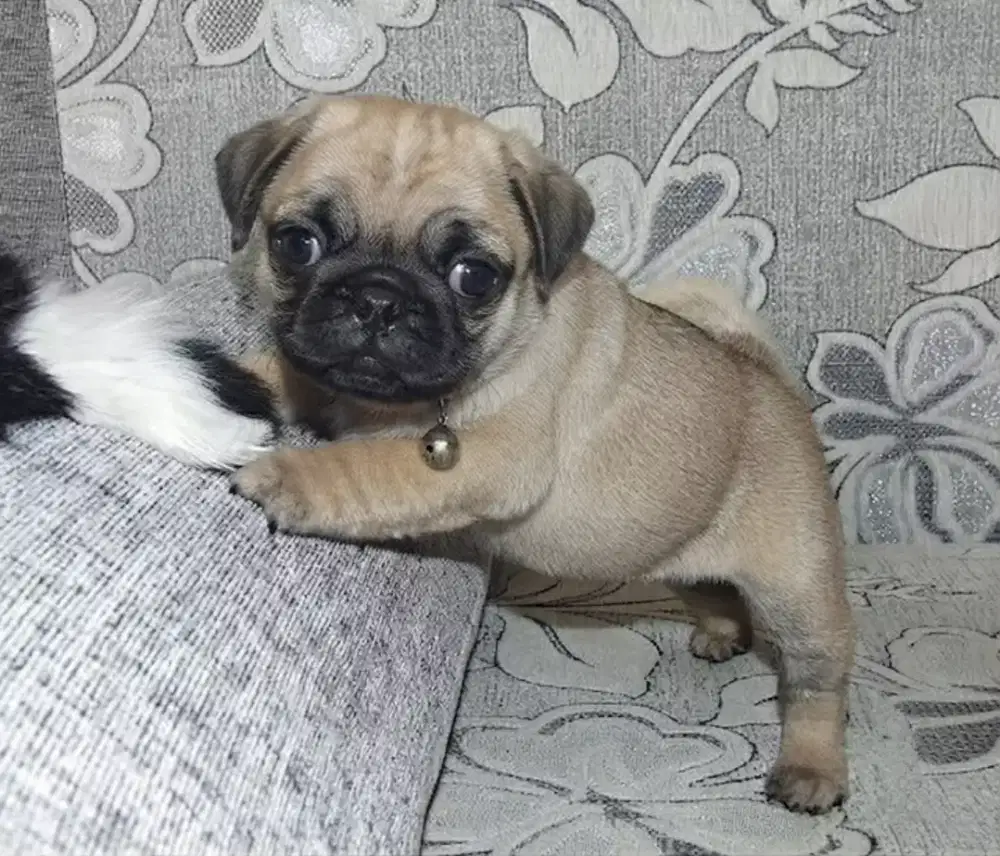 ANJING PUG JANTAN