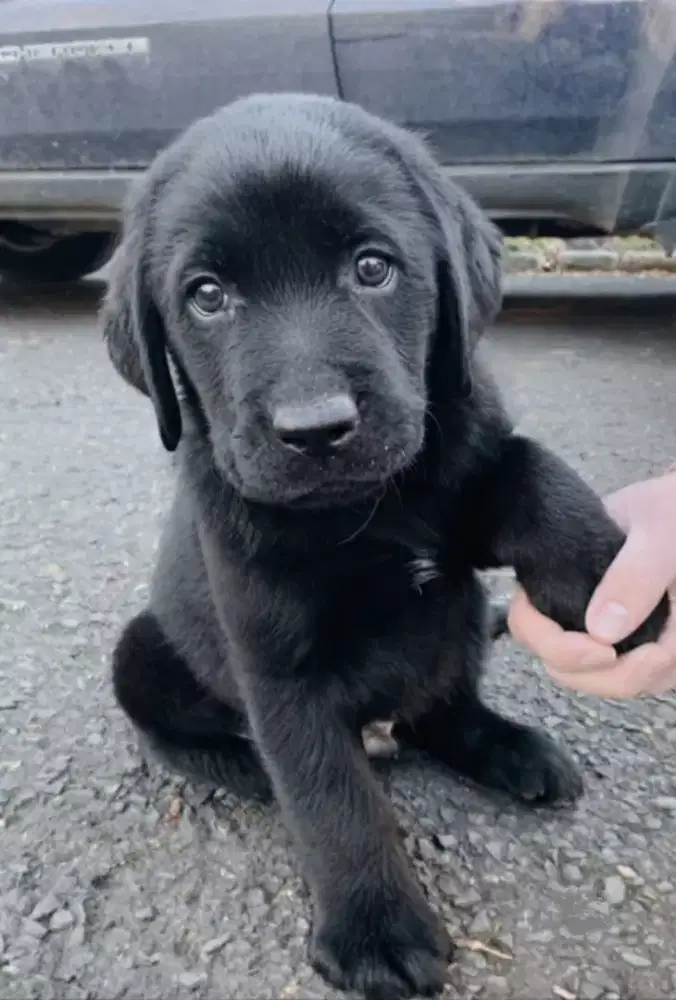 LABRADOR RETRIEVER