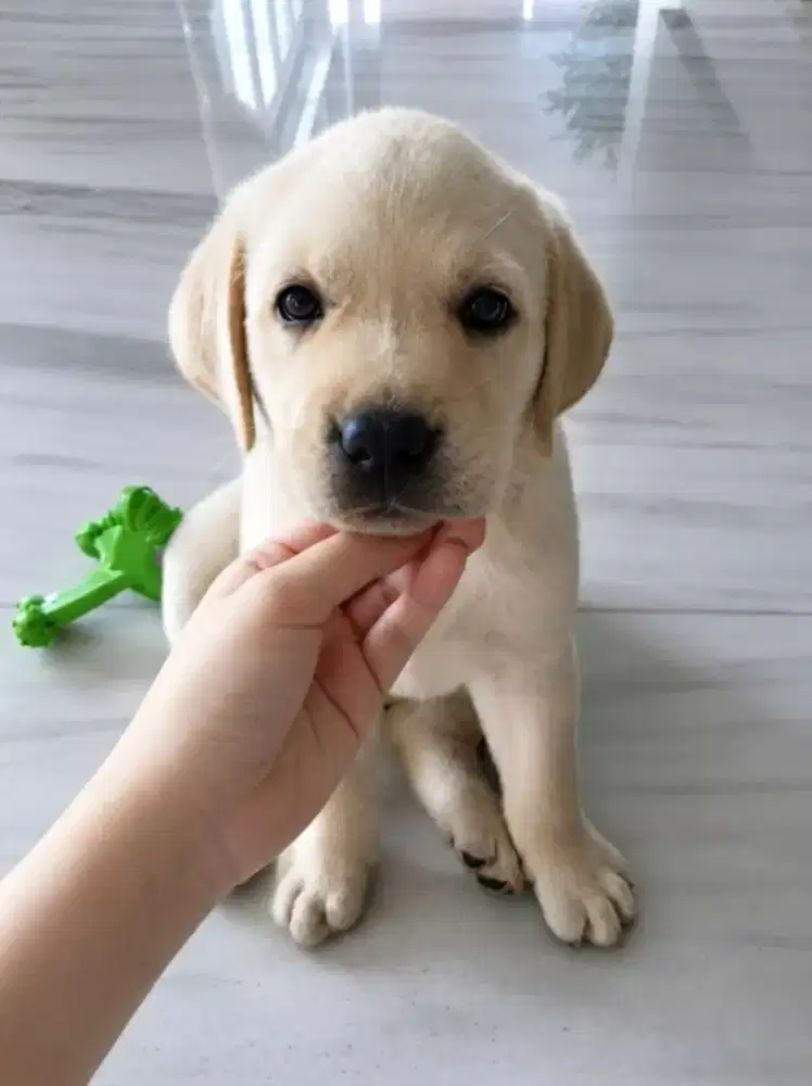 LABRADOR RETRIEVER