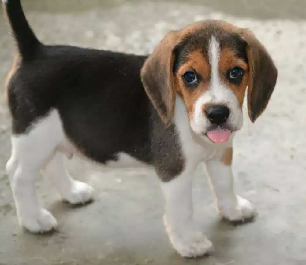 ANJING BEAGLE JANTAN