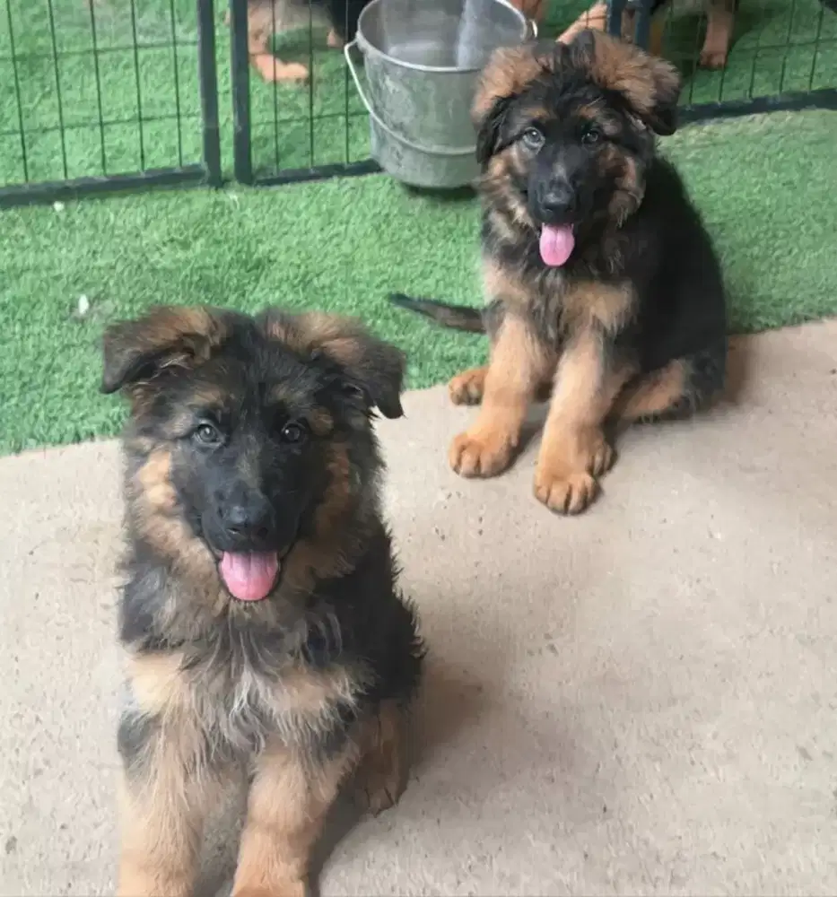 HERDER / GERMAN SHEPHARD
