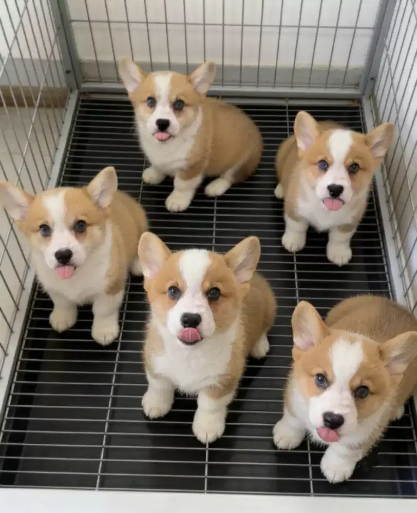 PEMBROKE WELSH CORGI