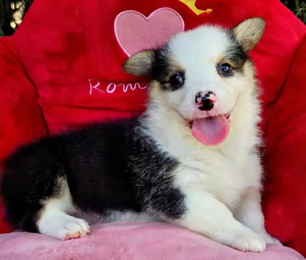PEMBROKE WELSH CORGI