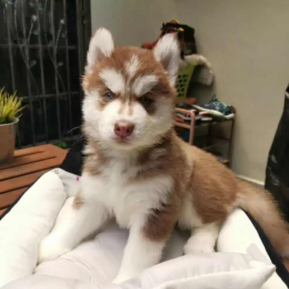 SIBERIAN  HUSKY