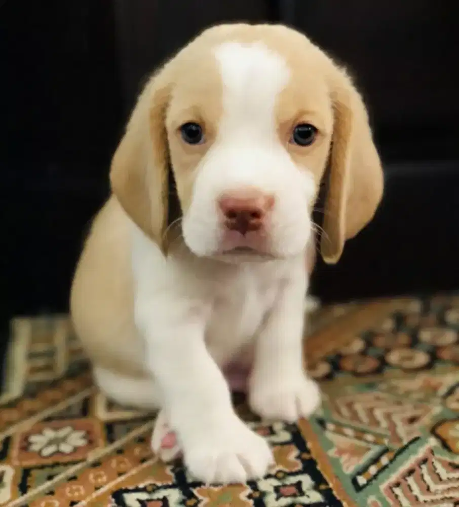 ANJING BEAGLE JANTAN