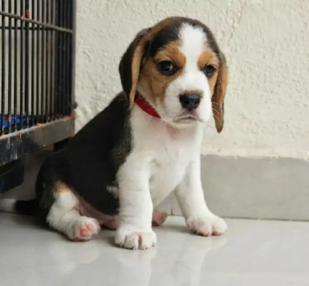 ANJING BEAGLE JANTAN