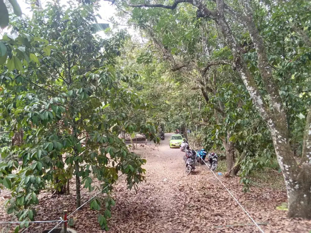 Kavlingan full buah pinggir jalan aspal