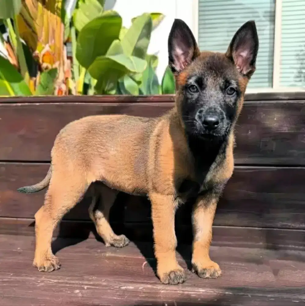 BELGIAN MALINOIS